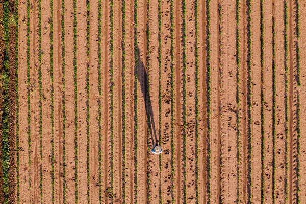 Vista aérea do agricultor no campo da soja — Fotografia de Stock