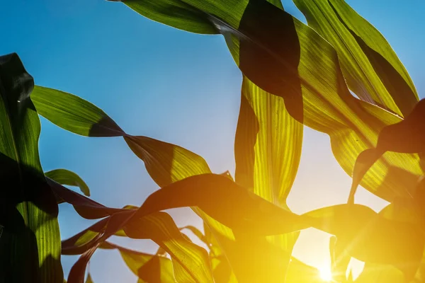 Grüne Mais-Getreideblätter im Sonnenuntergang, Nahaufnahme — Stockfoto
