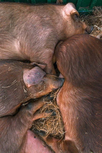 Suínos dinamarqueses duroc dormindo em caneta na fazenda de gado — Fotografia de Stock