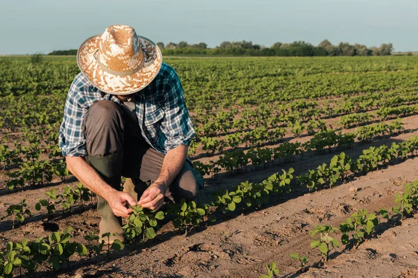 Boer werkt op soja plantage, onderzoekt gewassen developmen — Stockfoto