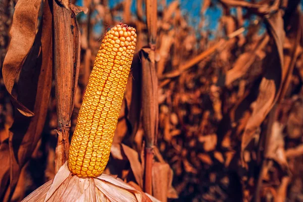 Kukurydza w dziedzinie — Zdjęcie stockowe
