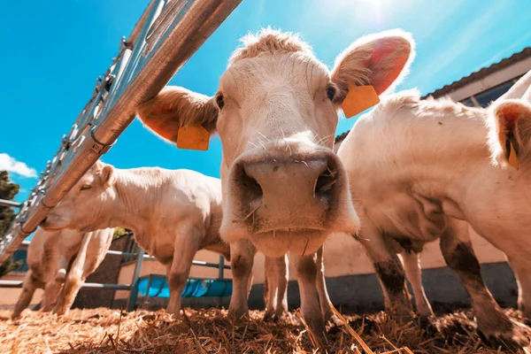 Vacas curiosas engraçadas na fazenda de gado leiteiro — Fotografia de Stock