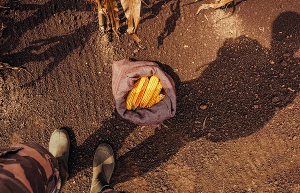 Farmer standing directly above harvested corn cobs in burlap sac — Stock Photo, Image