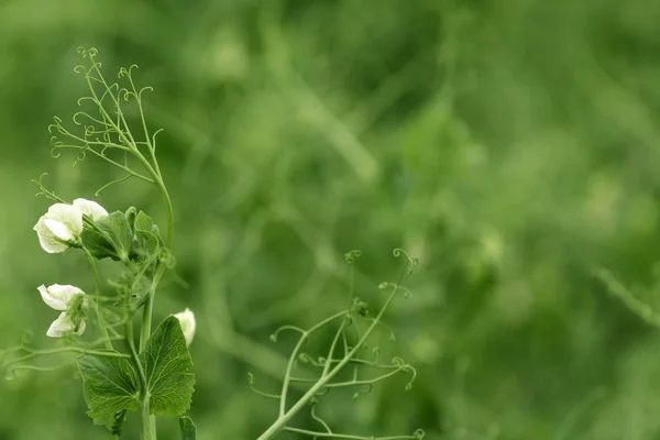 Зеленый горох цветок и виноградная лоза в саду — стоковое фото