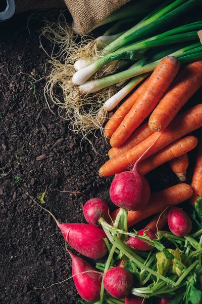 Organic homegrown produce on greenhouse soil ground — Stock Photo, Image