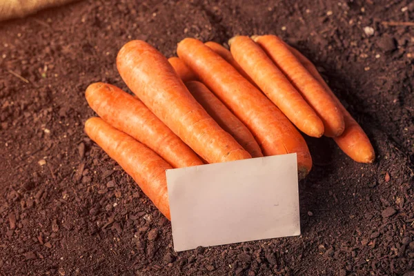 Bio-Möhren wachsen Visitenkarte-Attrappe auf — Stockfoto