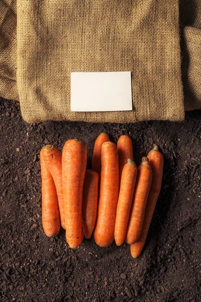 Carota biologica crescente biglietto da visita finto — Foto Stock