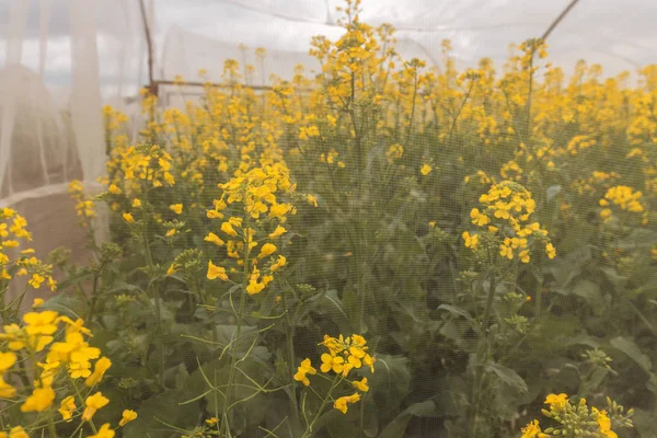 Organic sustainable growing oilseed rape experiment in controlle — Stock Photo, Image