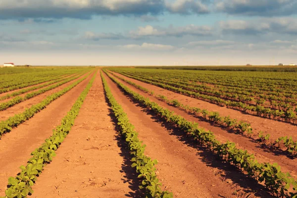 Sojabonen veld in afnemende perspectief — Stockfoto