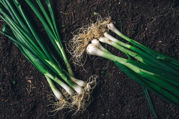 Spring onion or scallion on garden ground, top view — Stock Photo, Image