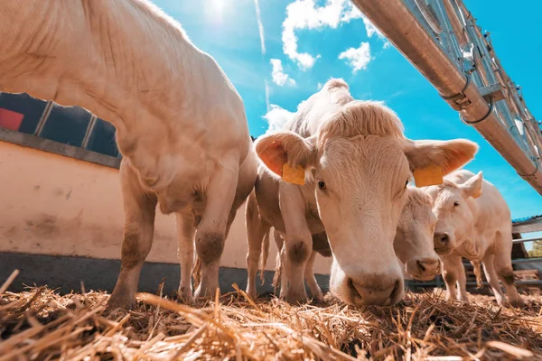 Vaca branca na exploração leiteira de gado — Fotografia de Stock