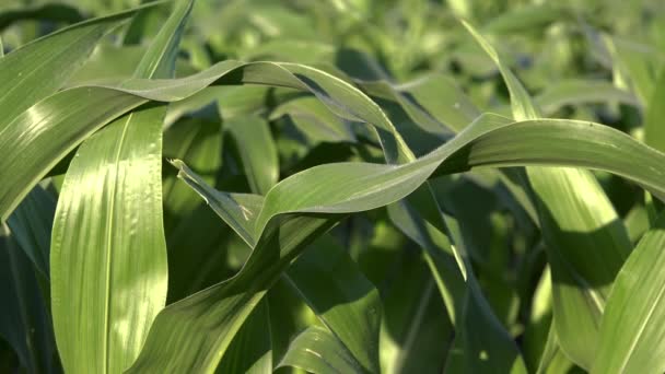 Hojas Maíz Verde Puesta Del Sol Primer Plano Las Plantas — Vídeo de stock