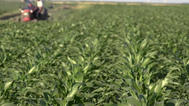 Maïs Vert Feuilles Maïs Coucher Soleil Gros Plan Des Plantes — Video