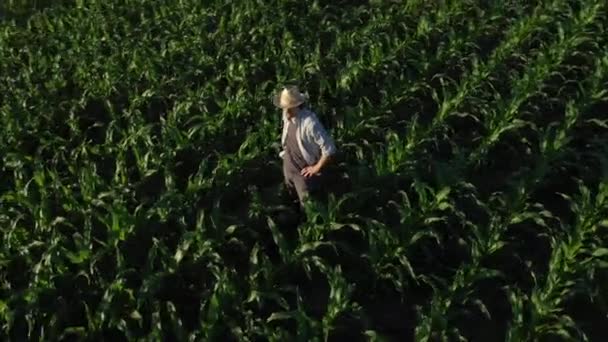 Agricoltore Mais Campo Drone Punto Vista Utilizzo Moderne Tecnologie Innovative — Video Stock