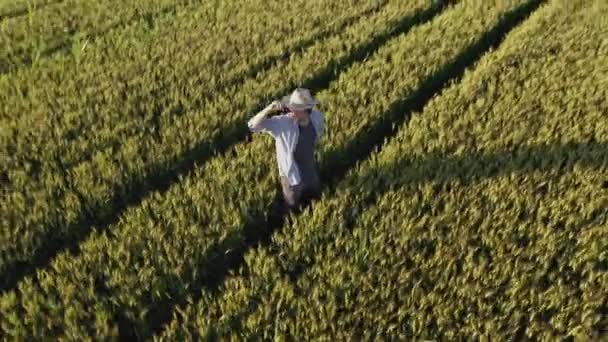 Altın Olgun Buğday Tarlasında Dikilen Ekinleri Gözlemleyen Çiftçinin Hava Manzarası — Stok video
