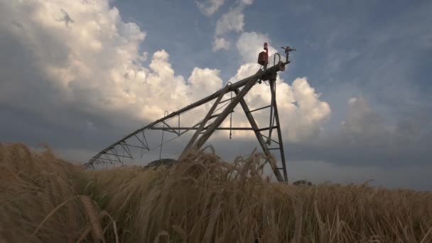 栽培大麦畑の中心ピボット灌漑 低角度ビュー — ストック動画