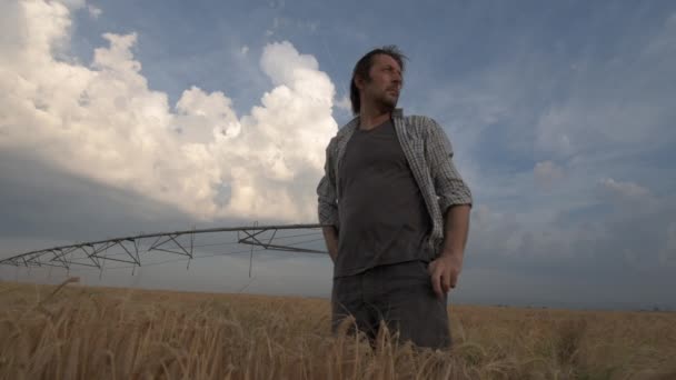 Farmer Using Smartphone Weather App Cultivated Barley Field Windy Day — Stock Video