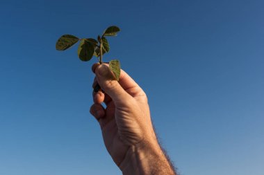 Soya bitkisi büyümesini kontrol eden çiftlik işçisi