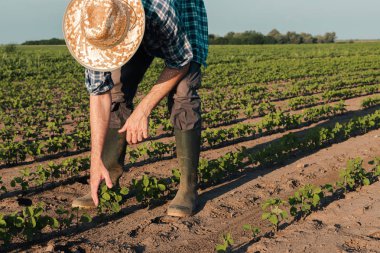 Çiftçi soya tarlası üzerinde çalışan, bitkileri inceleyen geliştirmek