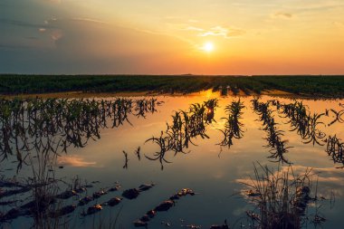 Gün batımında hasarlı bitkileri ile sular altında genç mısır tarlası plantasyon