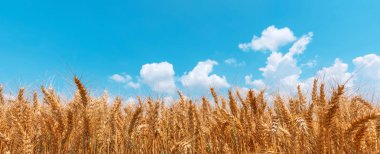 Golden wheat field panoramic low angle view clipart