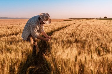 Agronomist çiftçi tarlada buğdayın olgunlaşma kulaklarını inceliyor