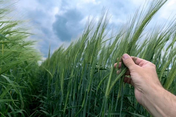 Agronomist inspecting barley crop plant development in field — Stock Photo, Image