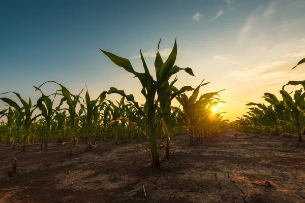 Corn field in sunset — Stock Photo, Image