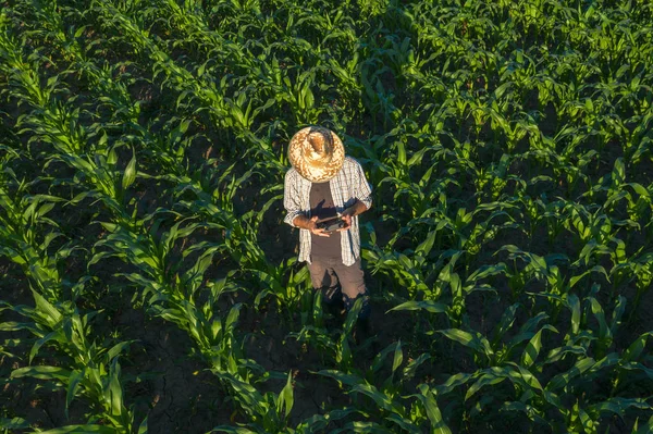 フィールドでドローンリモコンを持つトウモロコシ農家 — ストック写真