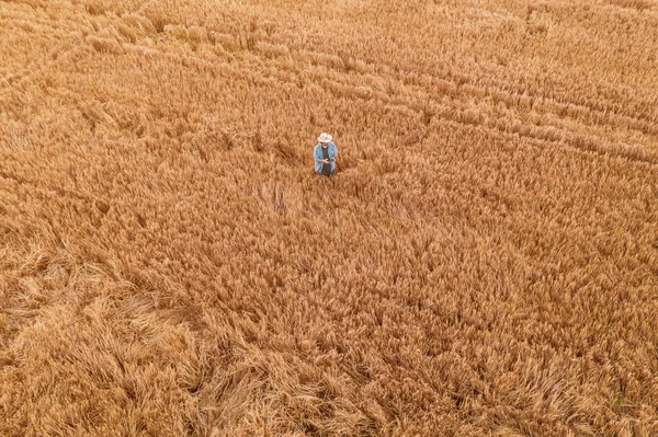 Contadino di grano con telecomando drone in campo — Foto Stock