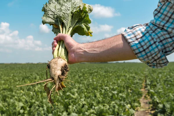 Landwirt mit extrahierter Zuckerrübenwurzelernte — Stockfoto