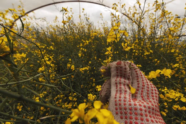 Farmer examining blooming oilseed rape blooming plant — Stock Photo, Image