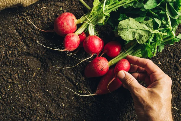 Petani memegang lobak yang dipanen, dekat tangan — Stok Foto