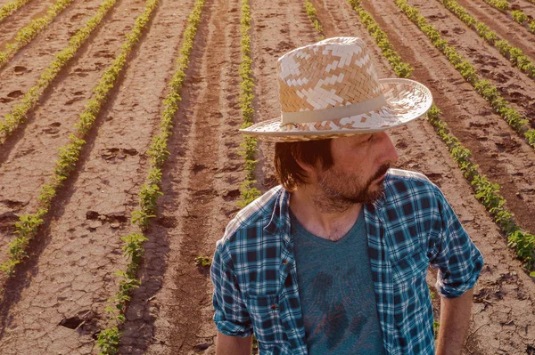 Agricultor de pie en campo de soja cultivada, vista de ángulo alto — Foto de Stock