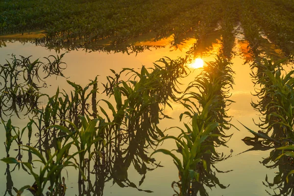 Inundada plantación de maíz joven con cultivos dañados al atardecer — Foto de Stock