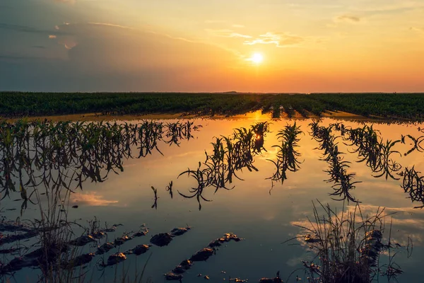 Plantação de milho jovem inundado com culturas danificadas no por do sol — Fotografia de Stock