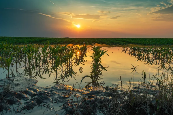 Overstroomde jonge maïsveld plantage met beschadigde gewassen in zonsondergang — Stockfoto