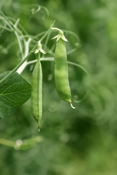 Lokal angebaute grüne Erbse im Bio-Garten — Stockfoto