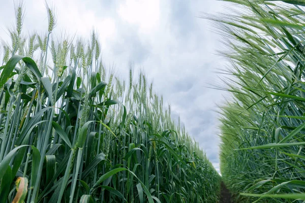 Groene tarwe gewassen in het veld — Stockfoto