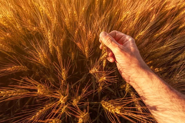 Landwirt inspiziert reifende Ähren auf Feld — Stockfoto