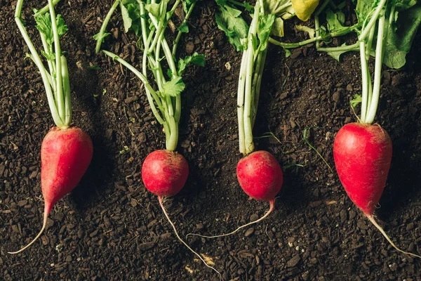 Red garden radishes on ground after harvest — Stock Photo, Image