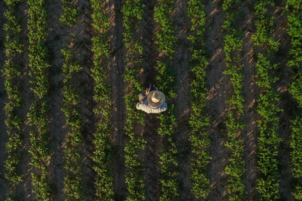 Agricultor de soja con controlador remoto de drones en campo — Foto de Stock