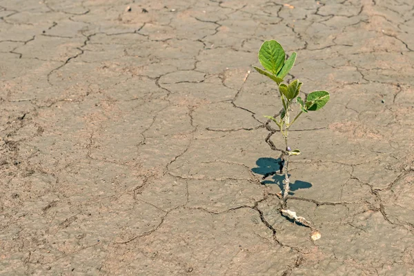 Single soybean plant in field