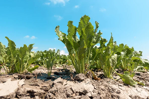 Zuckerrüben auf dem Feld — Stockfoto