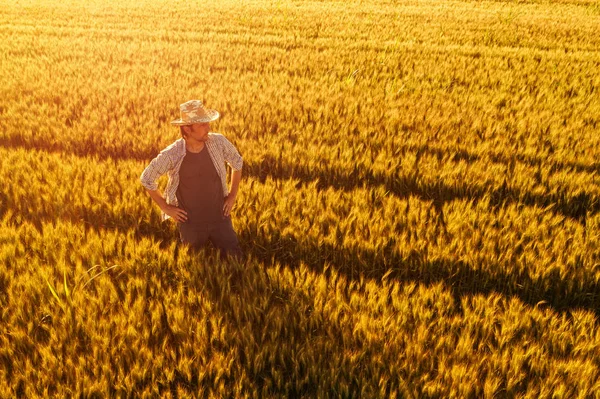 Vista aérea do agricultor em pé no campo de trigo maduro dourado — Fotografia de Stock