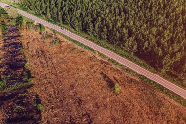 Cottonwood ormanı ile ormansızlaşma arasındaki yolun havadan görünümü