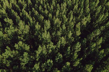 Yaz aylarında cottonwood populus yeşil orman havadan görünümü