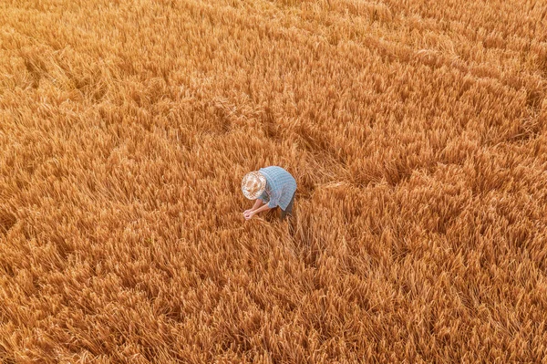 Letecký pohled na zemědělce stojící v poli pro plodiny zralých ječmene — Stock fotografie