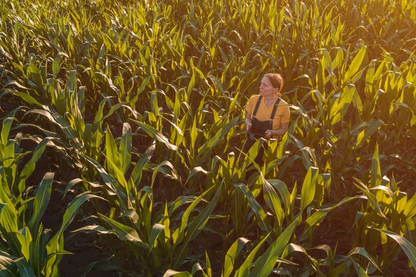 Mujer agrónoma usando tableta en campo de maíz — Foto de Stock