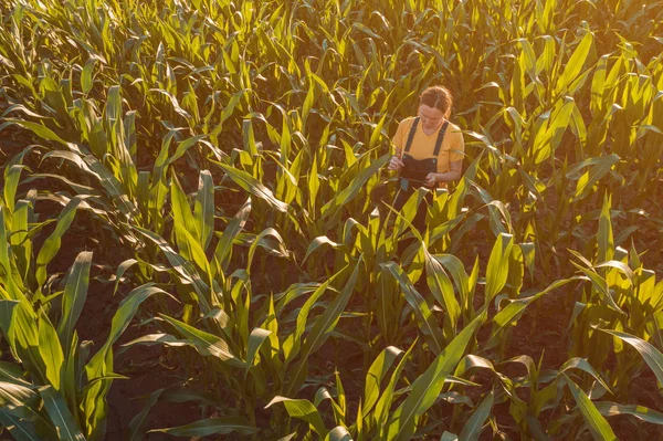 Mulher agrônomo usando computador tablet no campo de milho — Fotografia de Stock